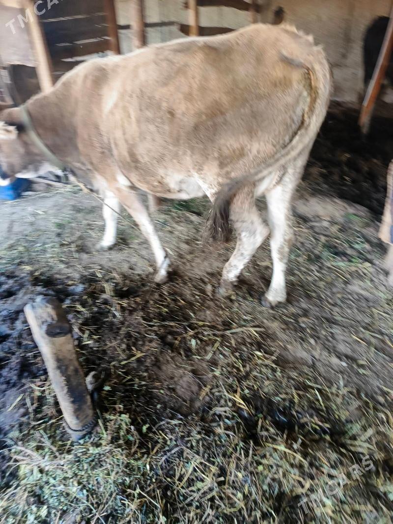 Sygyr - Herrikgala - img 1