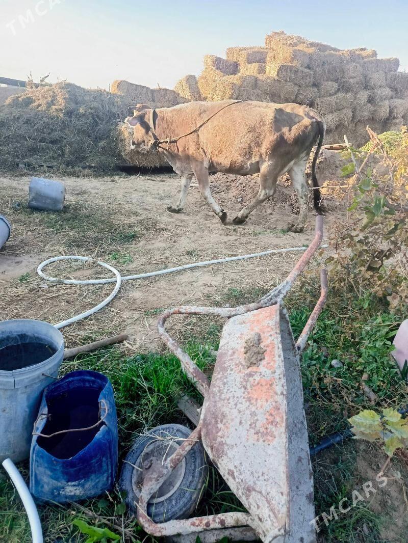 Sygyr - Herrikgala - img 3