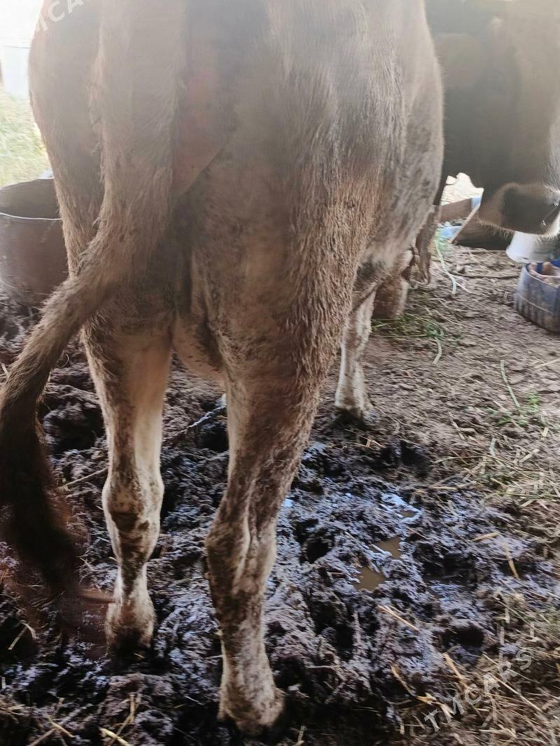 Sygyr - Herrikgala - img 2