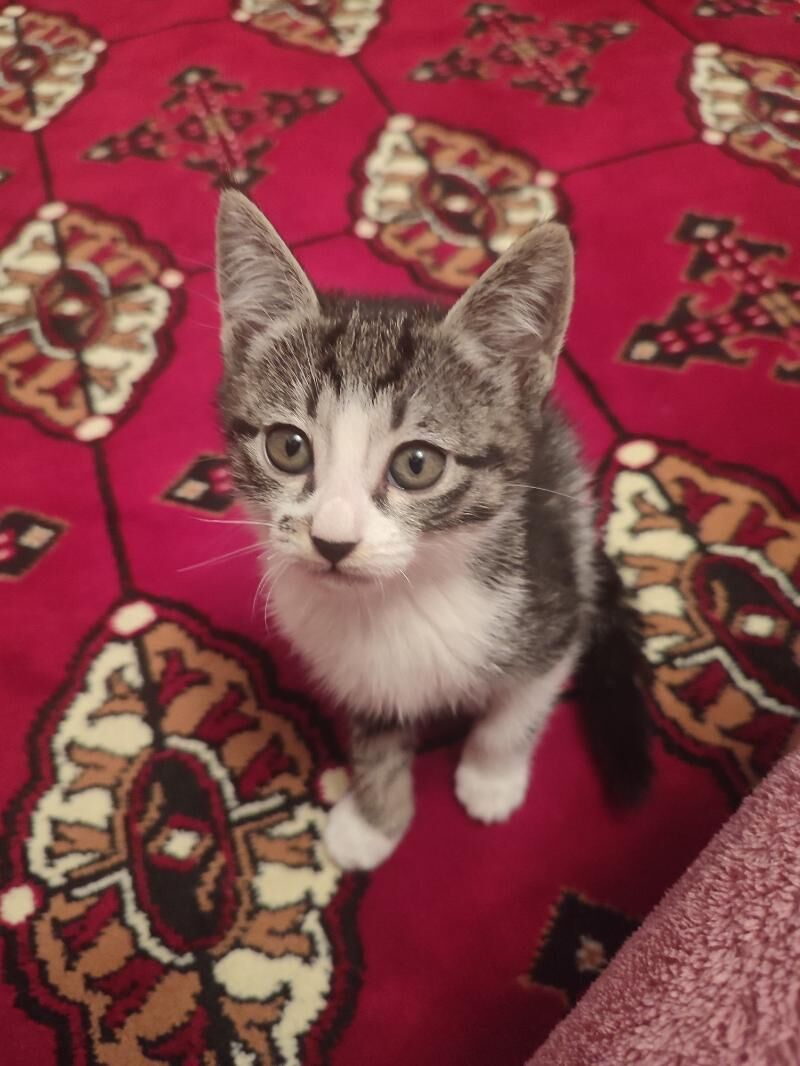 pişik - Daşoguz - img 2