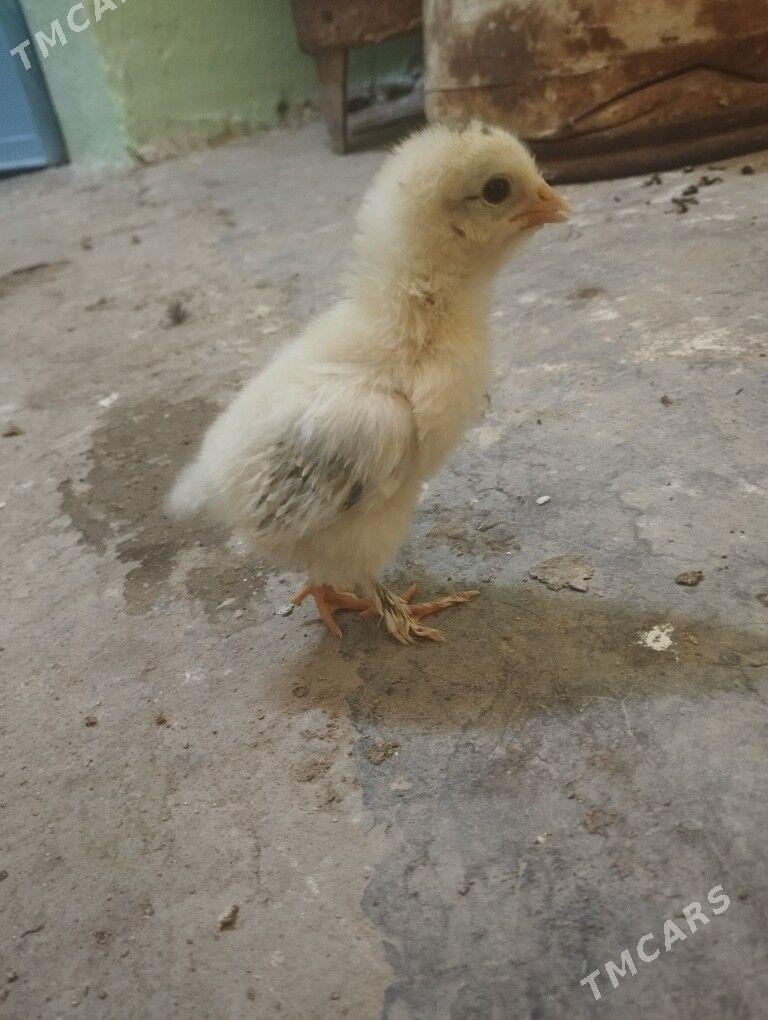 ordek juje gak gak - Balkanabat - img 7