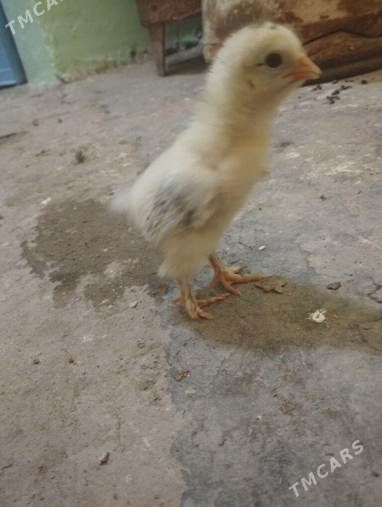 ordek juje gak gak - Balkanabat - img 5