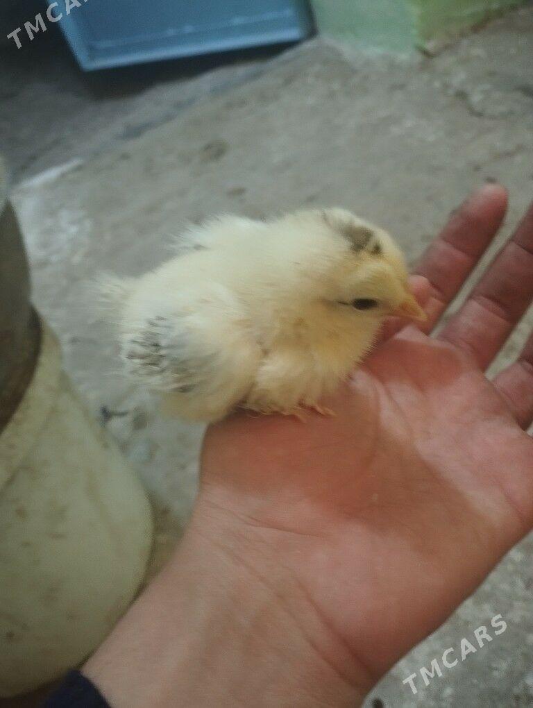 ordek juje gak gak - Balkanabat - img 6