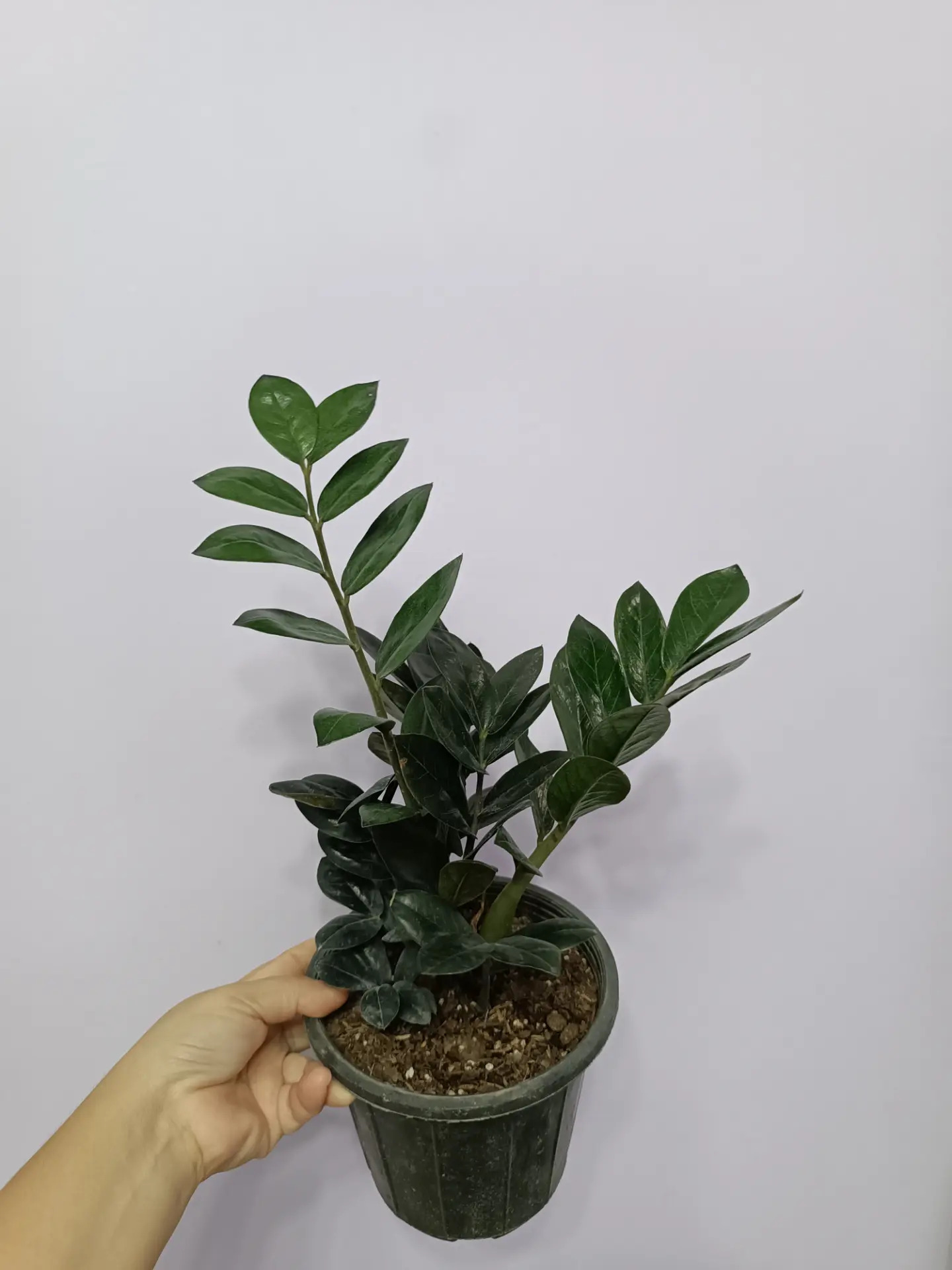 ЗАМИОКУЛЬКАС - Ашхабад - img 2