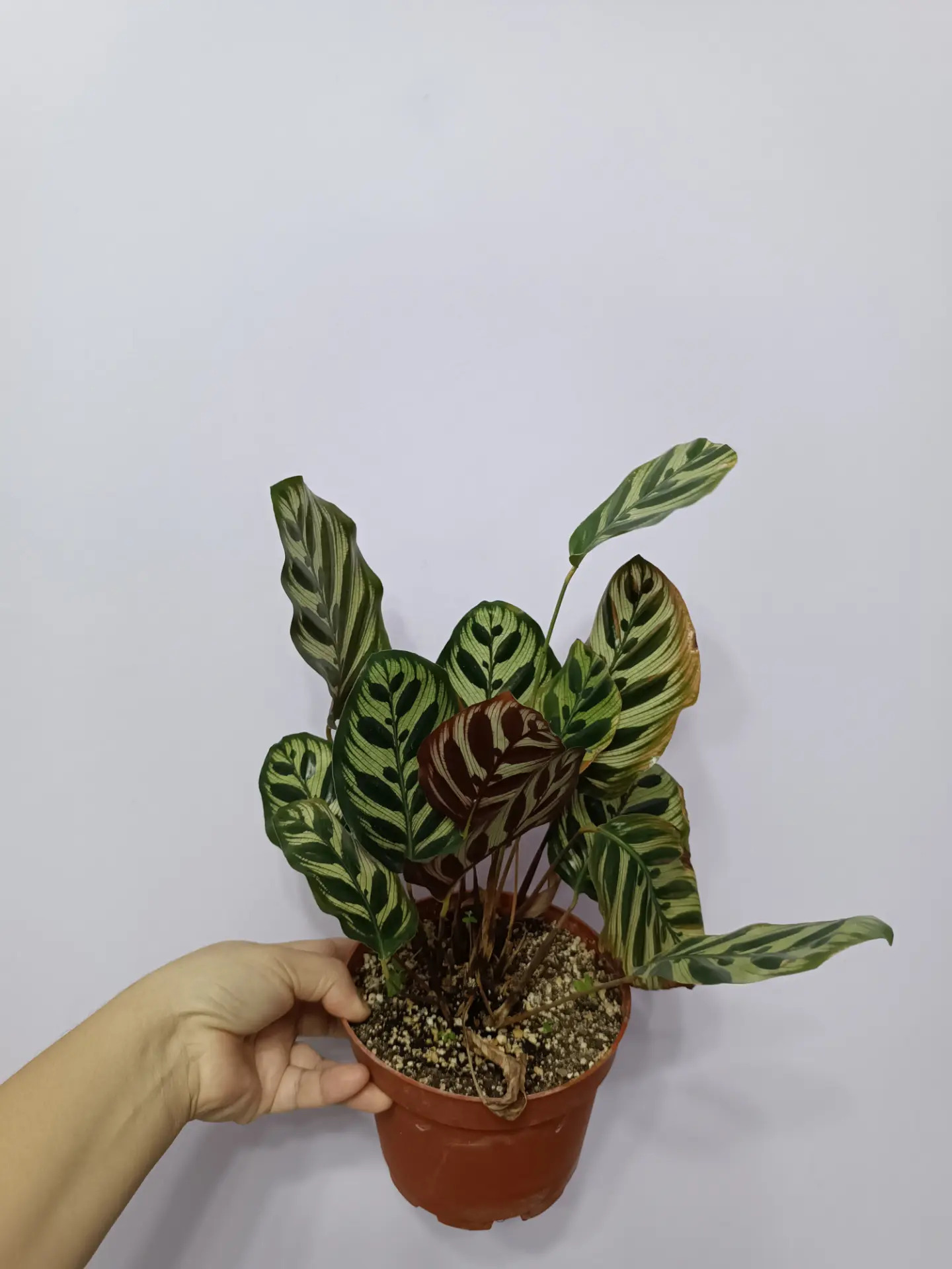 КАЛАТЕЯ - Ашхабад - img 2