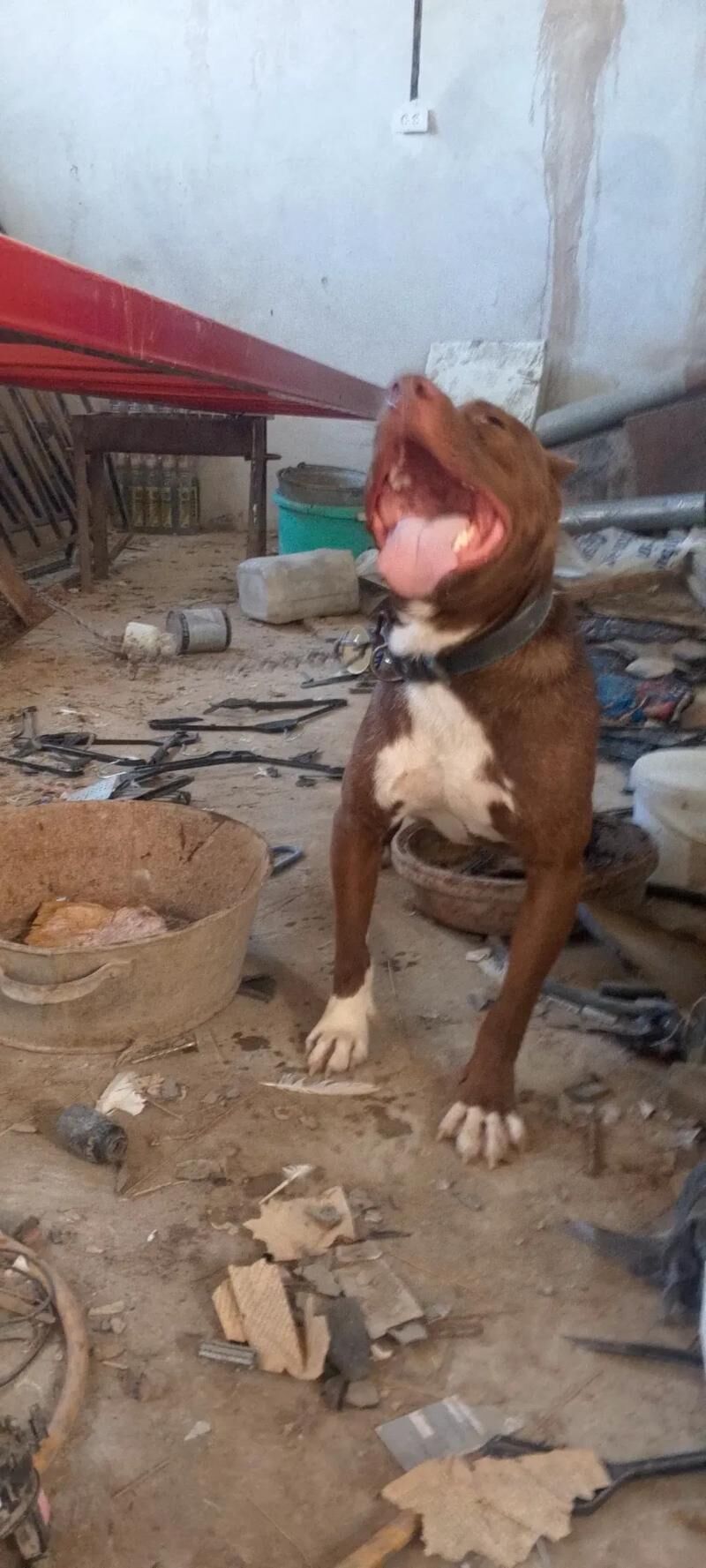 питбуль - Шабатский этрап - img 4