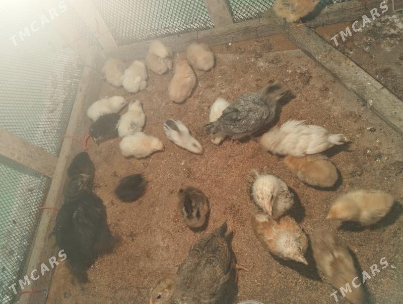 ordek juje gak gak - Balkanabat - img 9