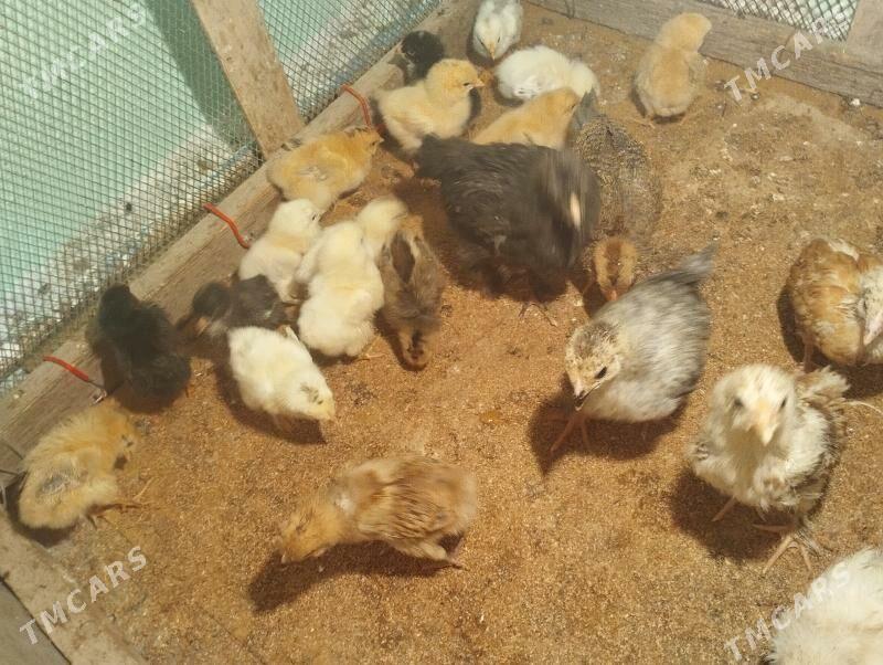 ordek juje gak gak - Balkanabat - img 3