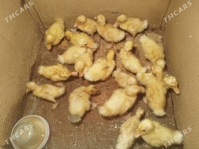 ordek juje gak gak - Balkanabat - img 8