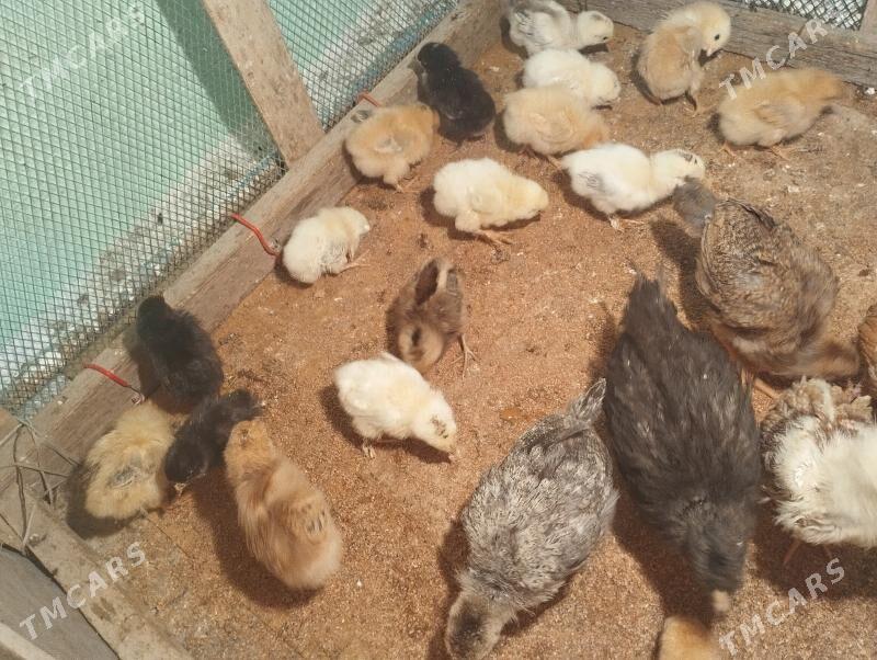 ordek juje gak gak - Balkanabat - img 4