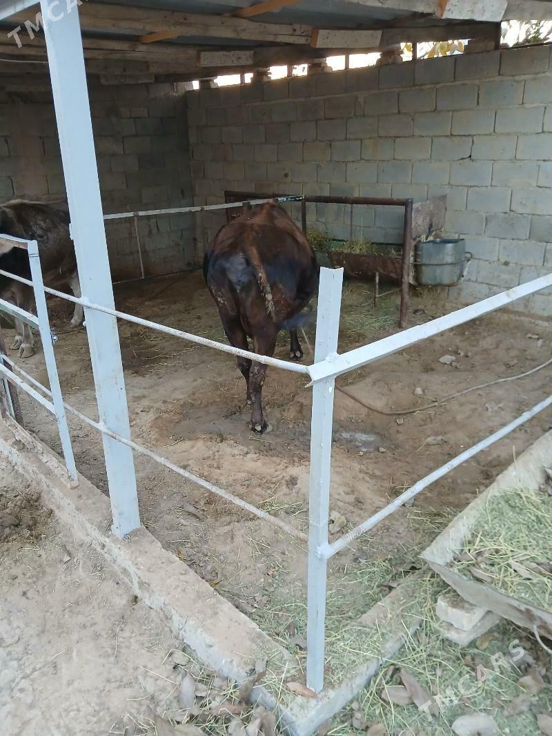 Sygyr - Бузмеин - img 3