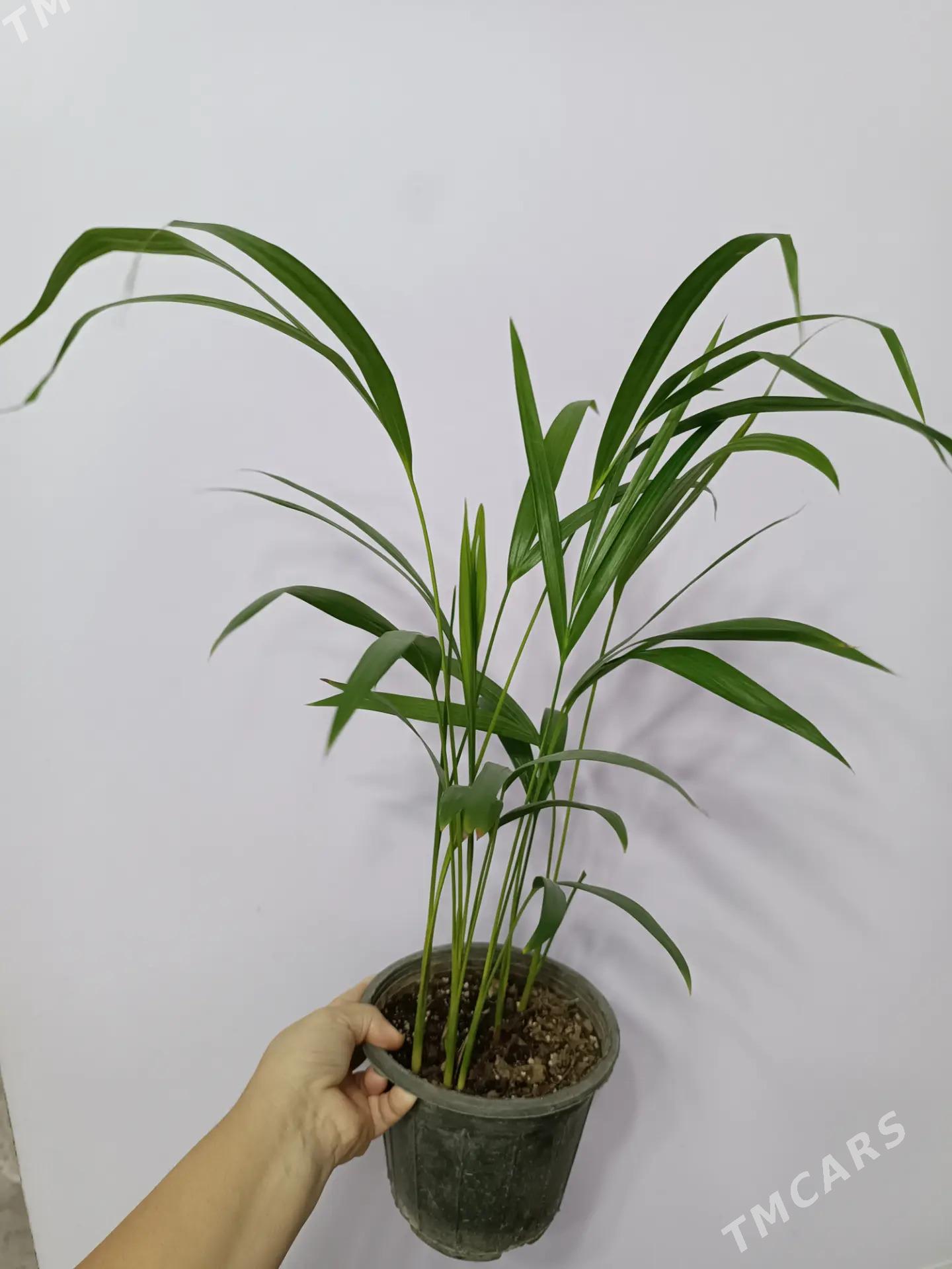 ПАЛЬМА АРЕКА - Ашхабад - img 2