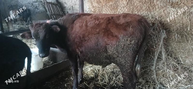 Окузлер - Türkmenabat - img 5