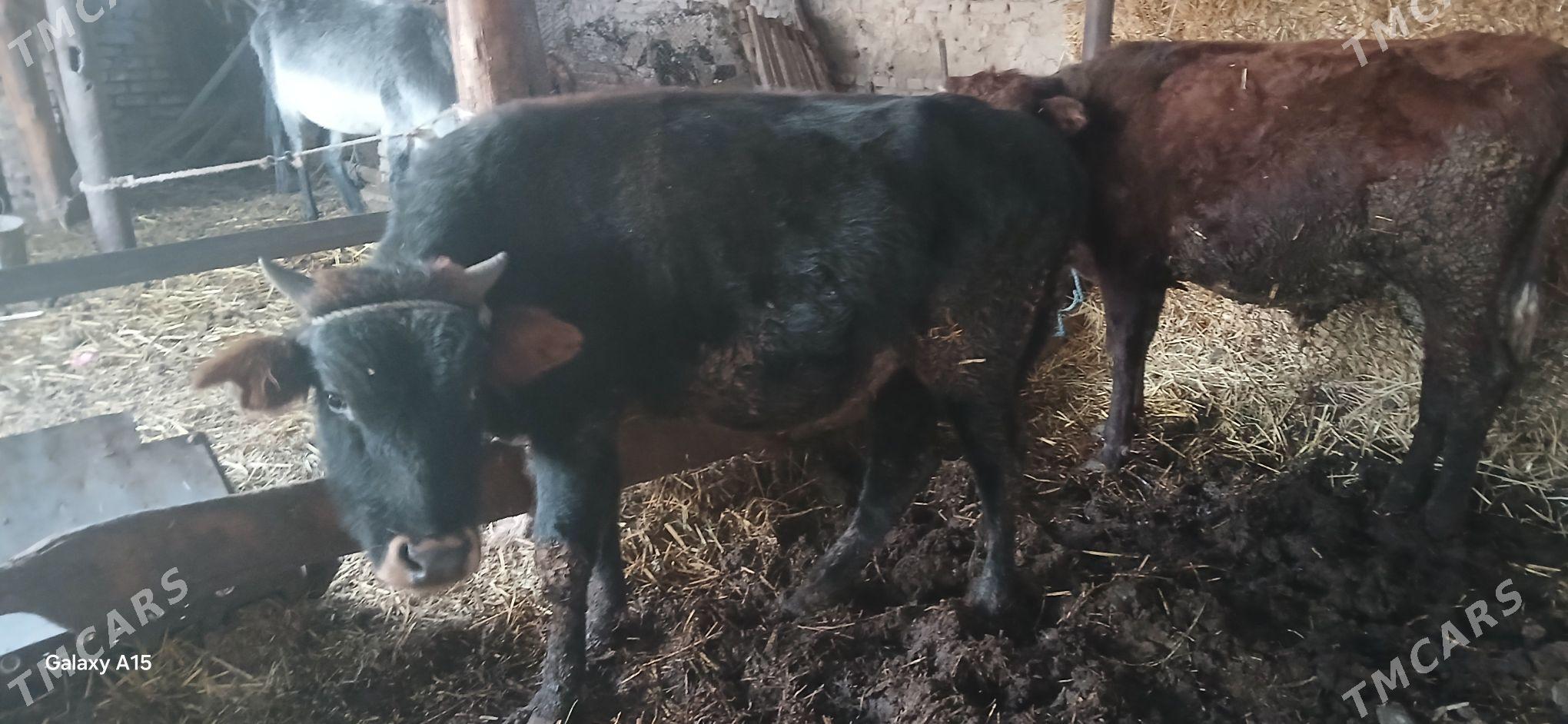 Окузлер - Türkmenabat - img 4