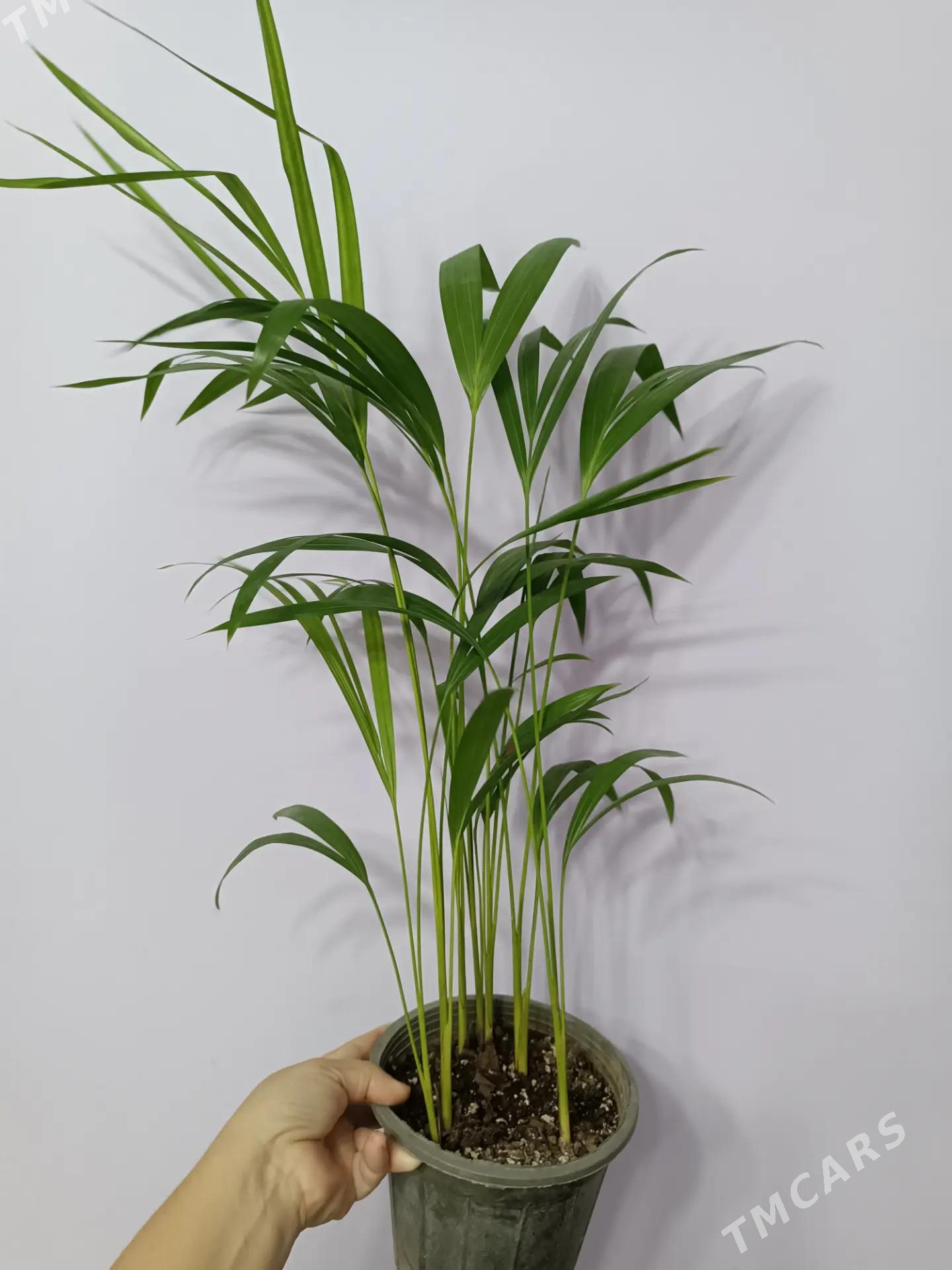 ПАЛЬМА АРЕКА - Ашхабад - img 1