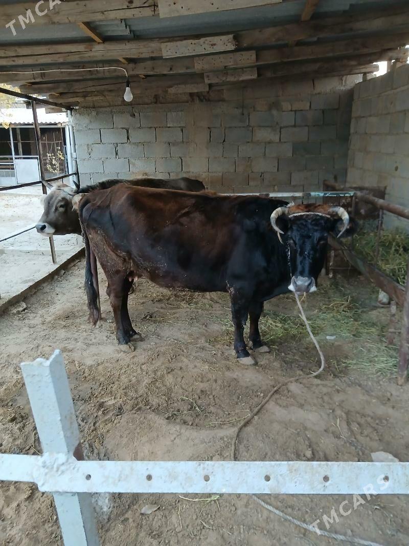 Sygyr - Бузмеин - img 2