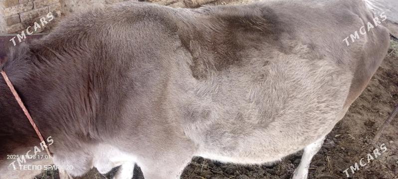 Sygyr - Gökdepe - img 3