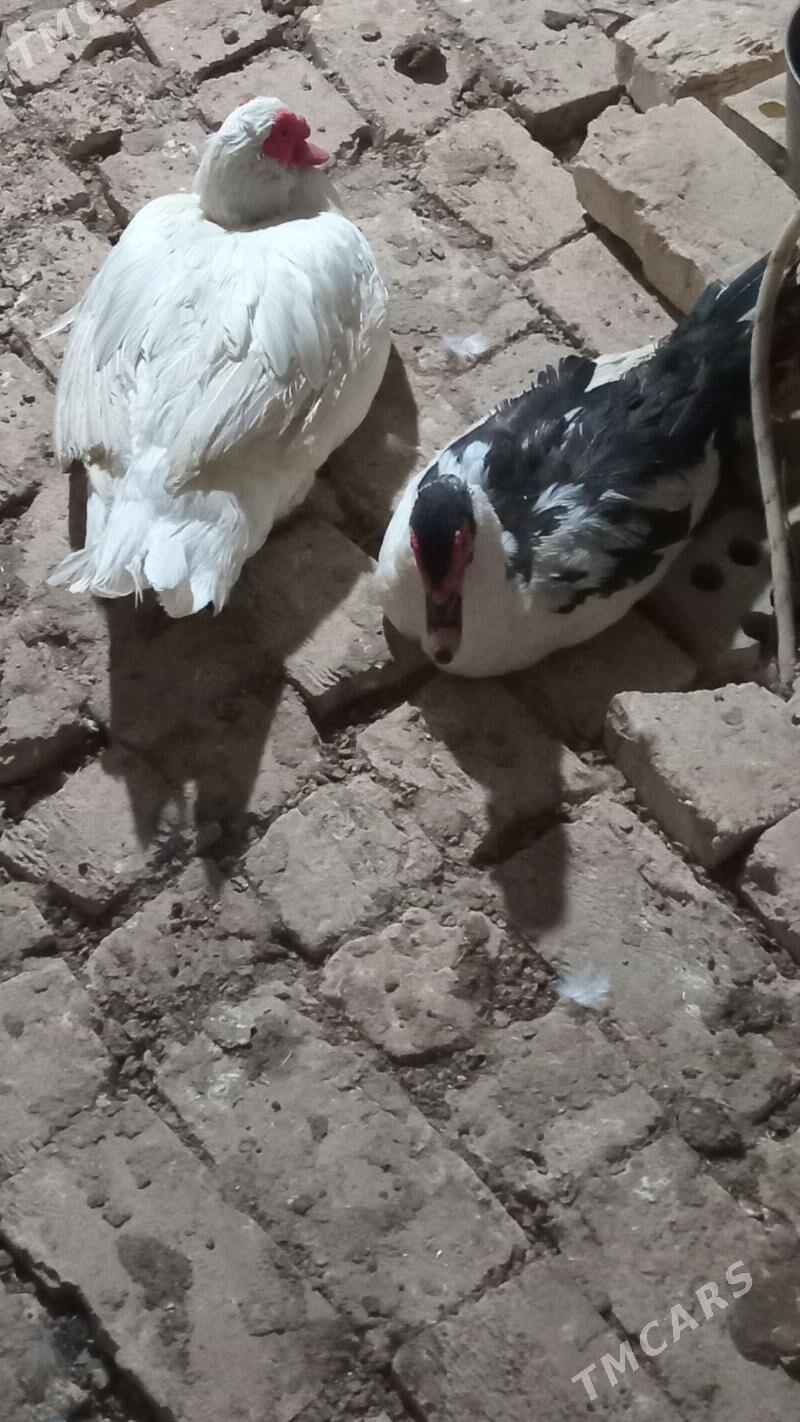 indewutga - Wekilbazar - img 1