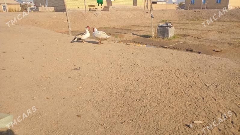 indewutga - Wekilbazar - img 2