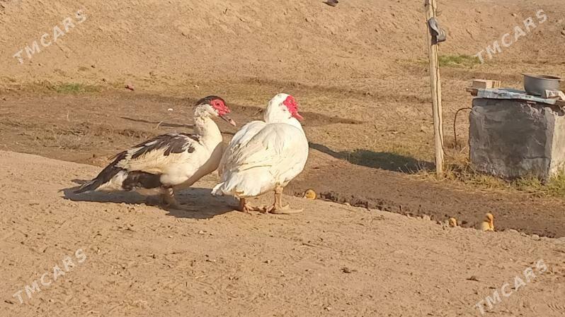 indewutga - Wekilbazar - img 3