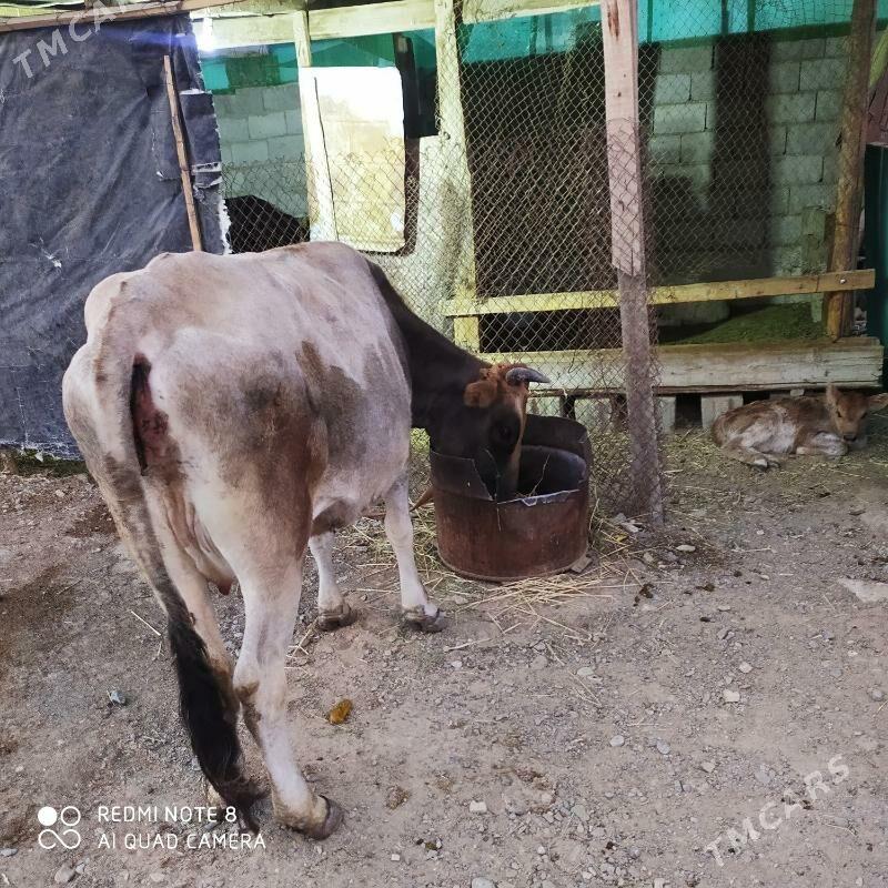 Göleli sygyr - Гызыларбат - img 3