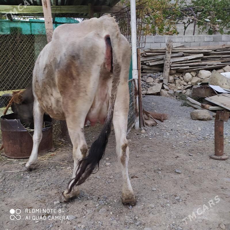 Göleli sygyr - Гызыларбат - img 4