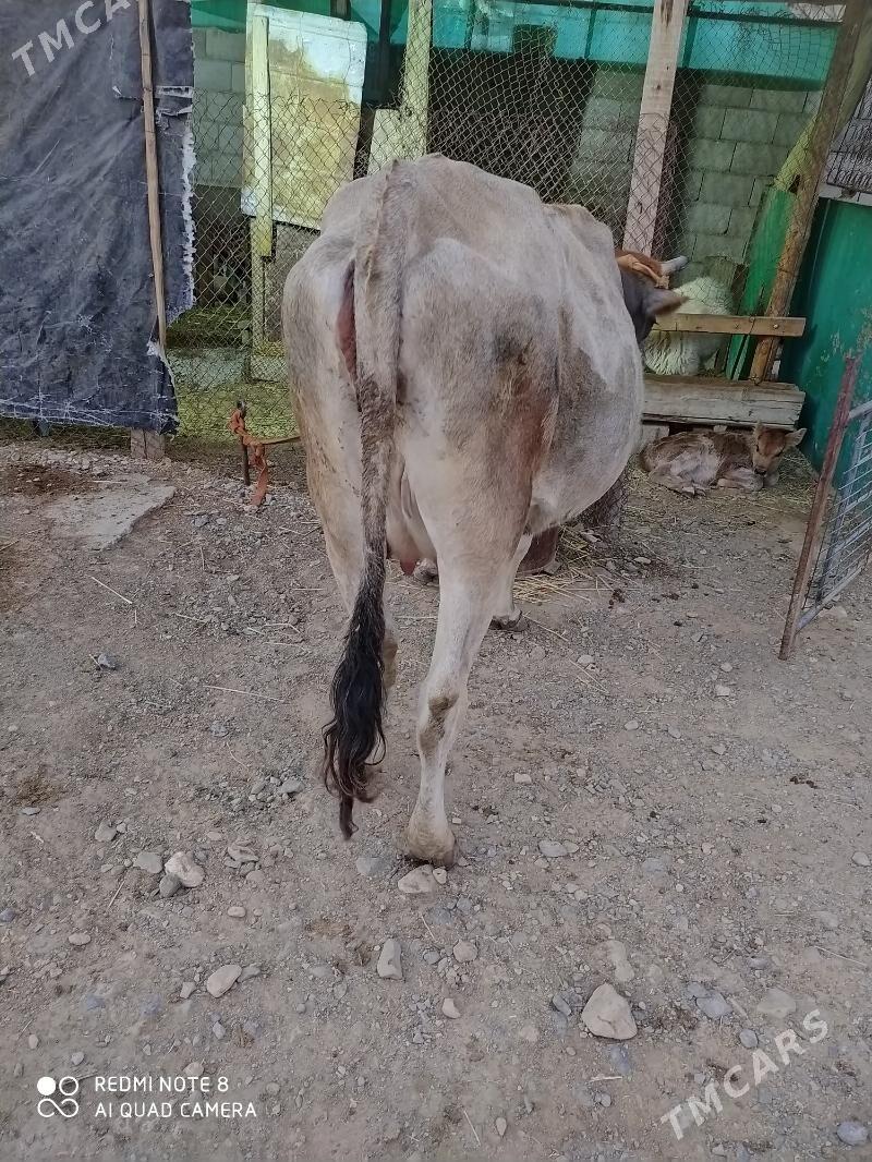 Göleli sygyr - Гызыларбат - img 1