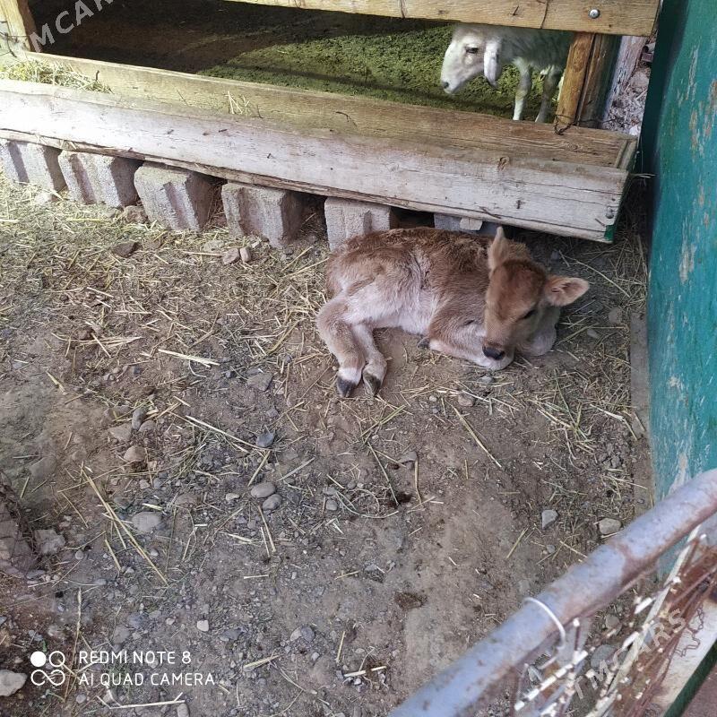 Göleli sygyr - Гызыларбат - img 6