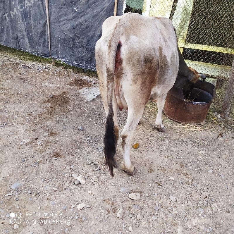 Göleli sygyr - Гызыларбат - img 2