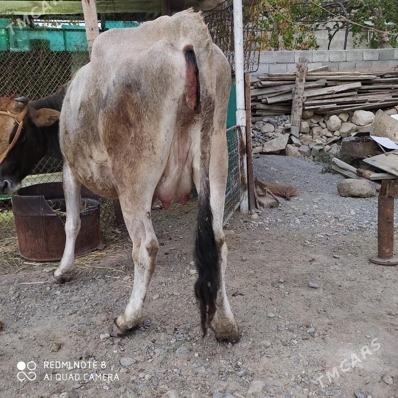 Göleli sygyr - Гызыларбат - img 5