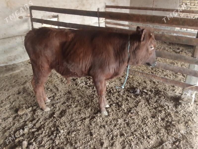 Öküzler - Чарджоу - img 3