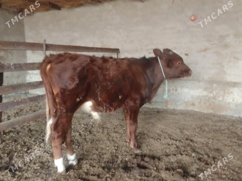 Öküzler - Чарджоу - img 4