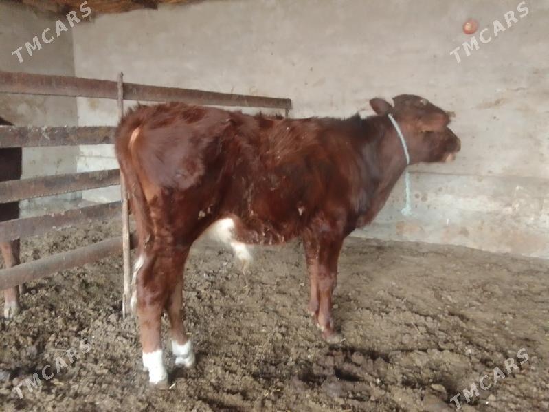 Öküzler - Чарджоу - img 2