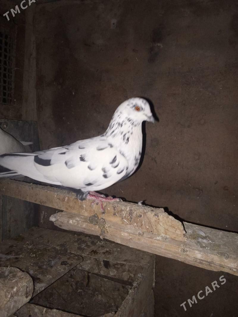 Kepderi - Mary - img 3