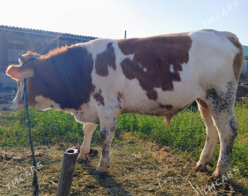 Okuz - Гёкдепе - img 2