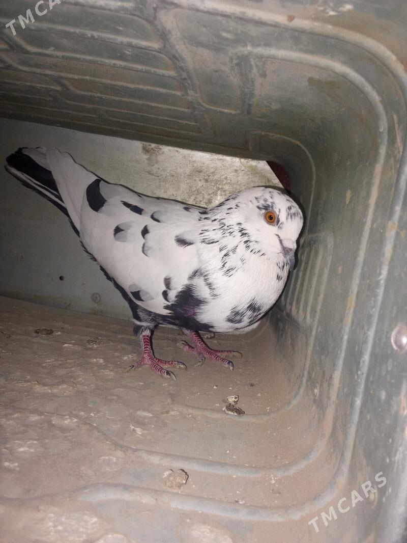 Kepderi - Mary - img 2