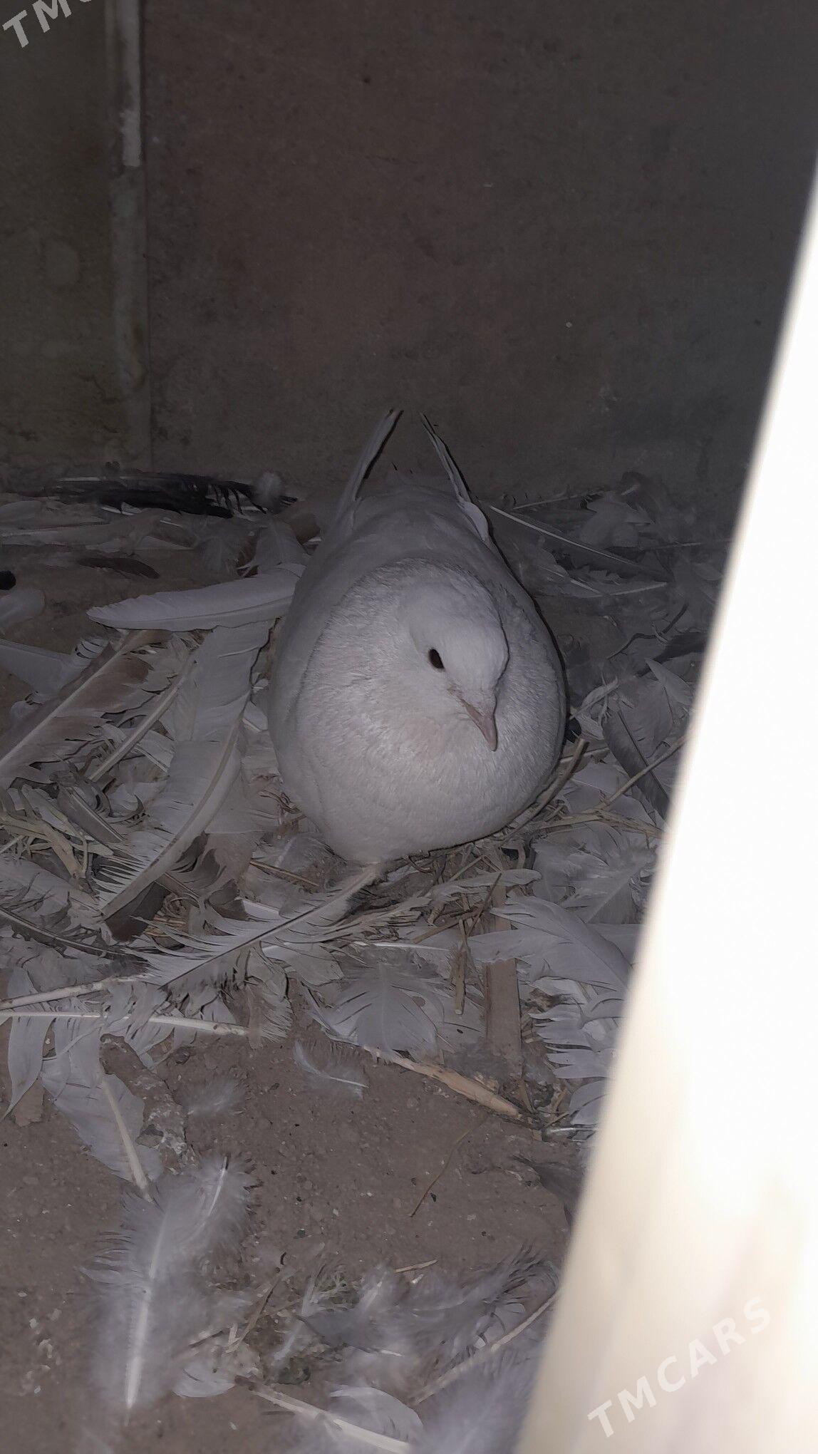 kepderi - Мары - img 9