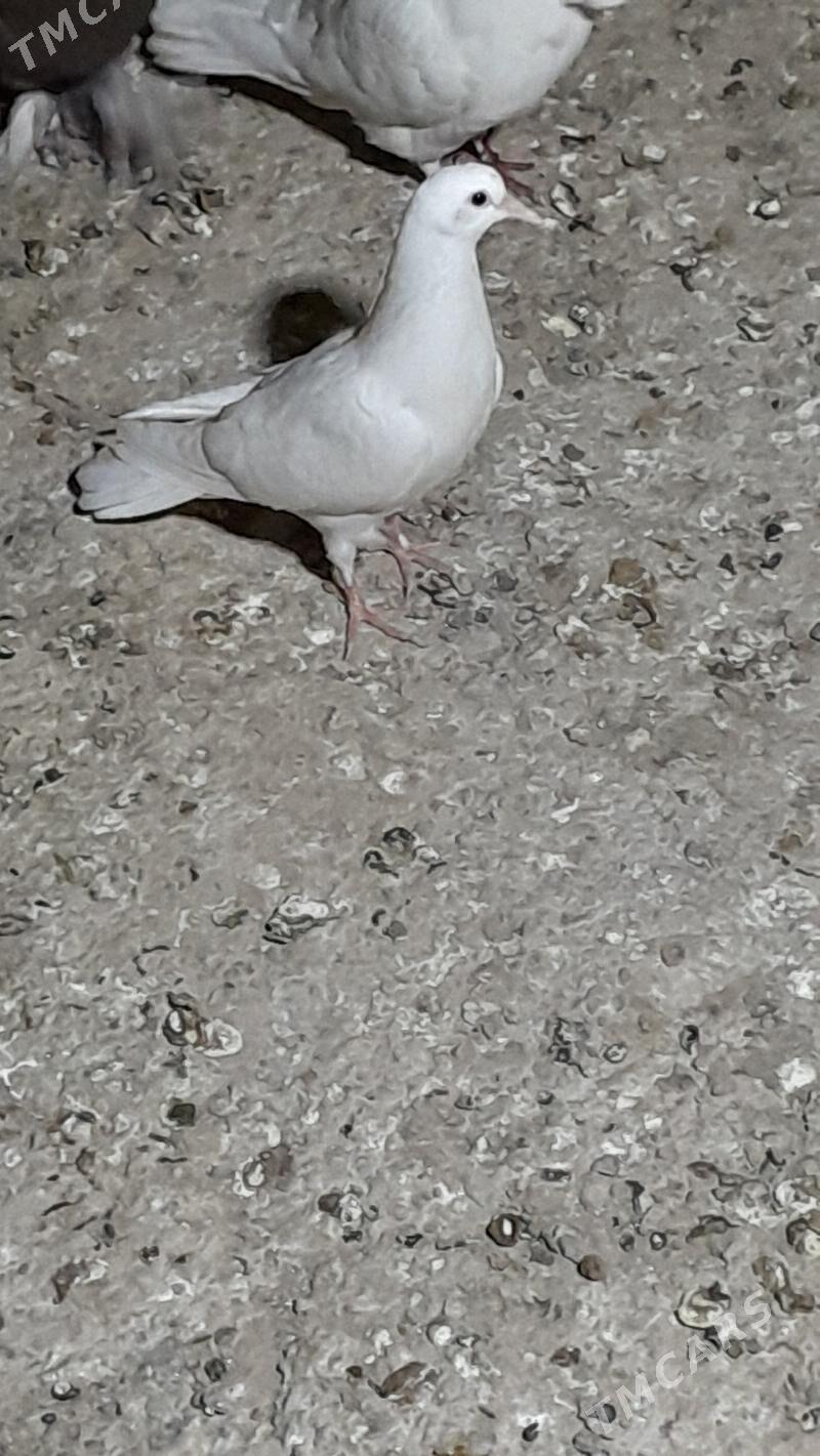 kepderi - Мары - img 6