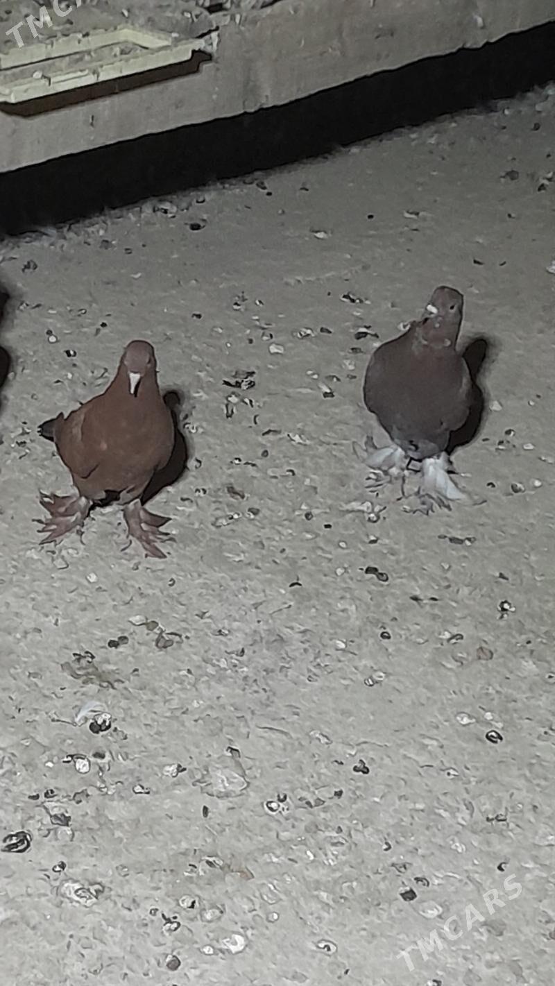 kepderi - Мары - img 5