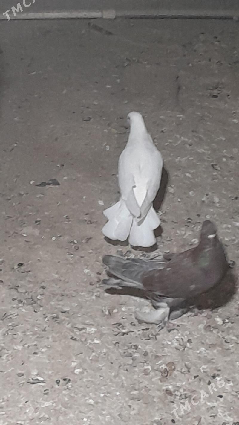 kepderi - Мары - img 2