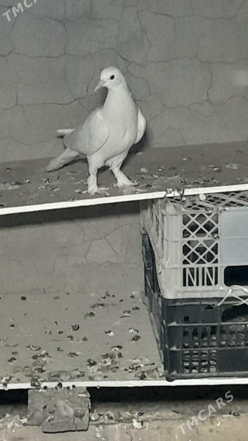 kepderi - Мары - img 7