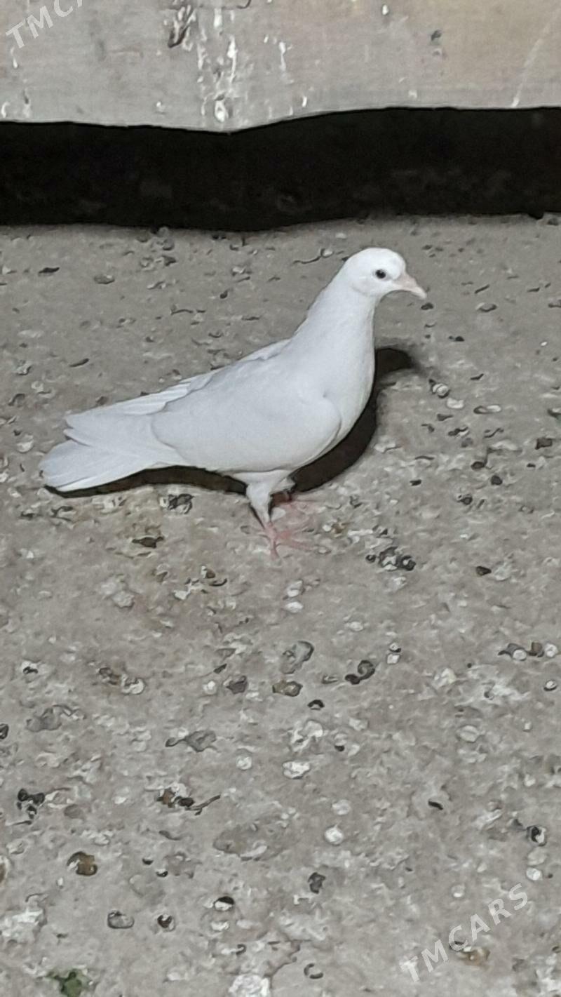 kepderi - Мары - img 8