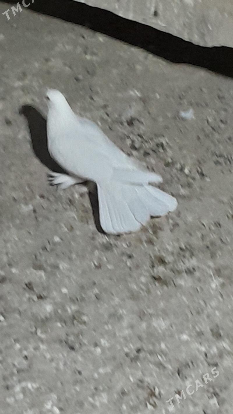 kepderi - Мары - img 4