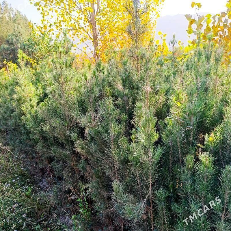 Sosna arca nahal - Daşoguz - img 2