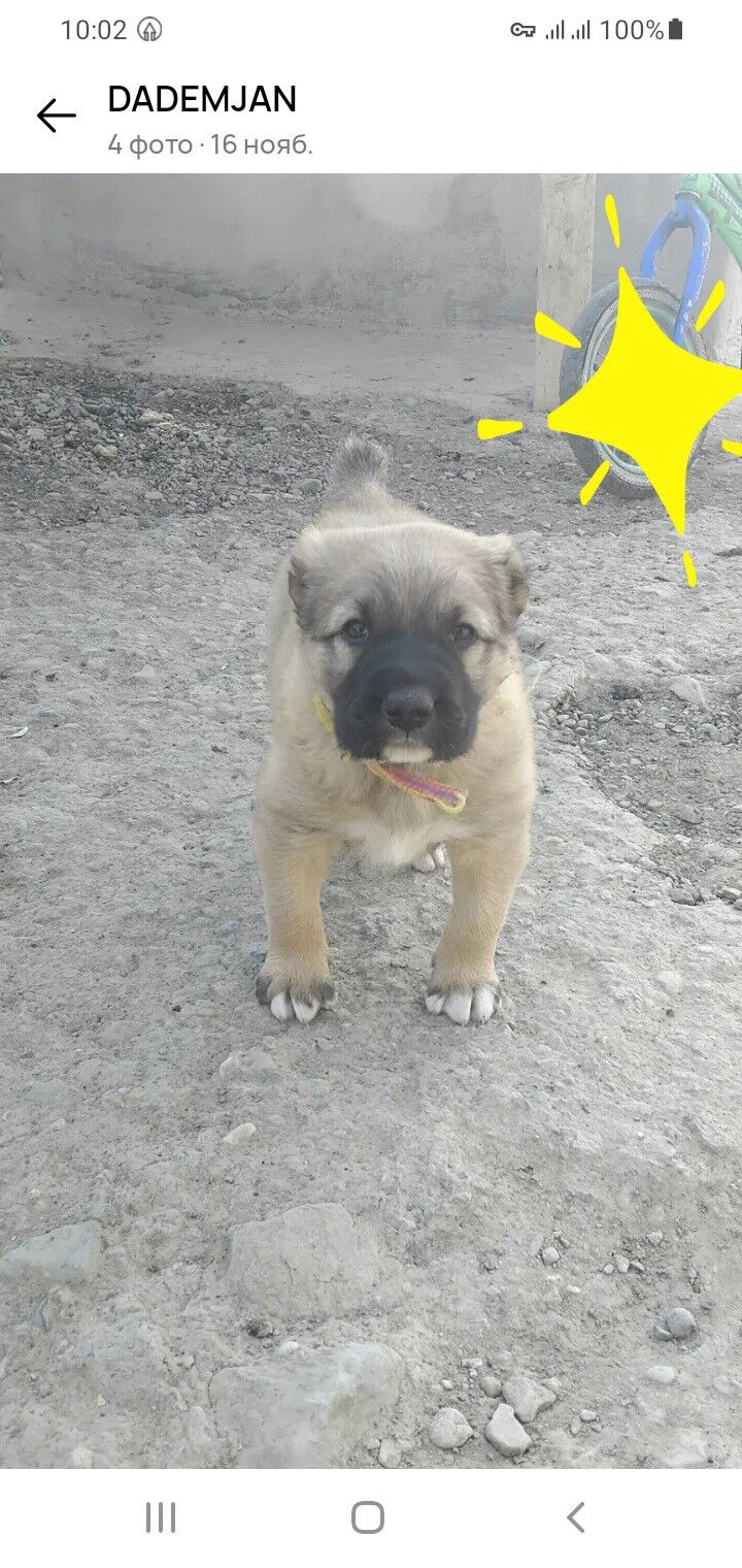 alabay gujik - Махтумкули - img 4