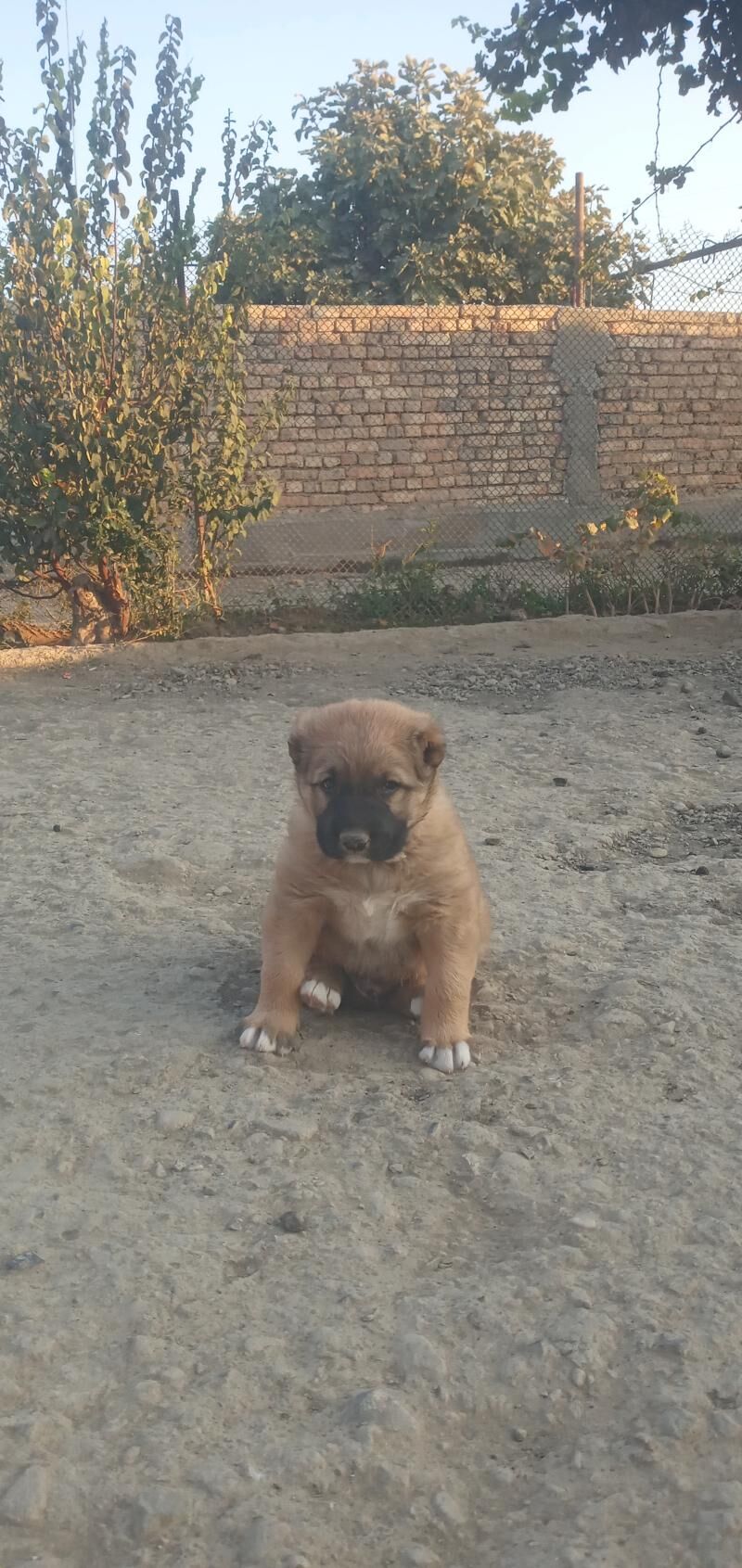 alabay gujik - Махтумкули - img 1