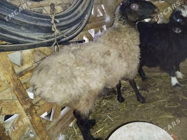 BAKYLAN GOÝUN - Янбаш - img 4