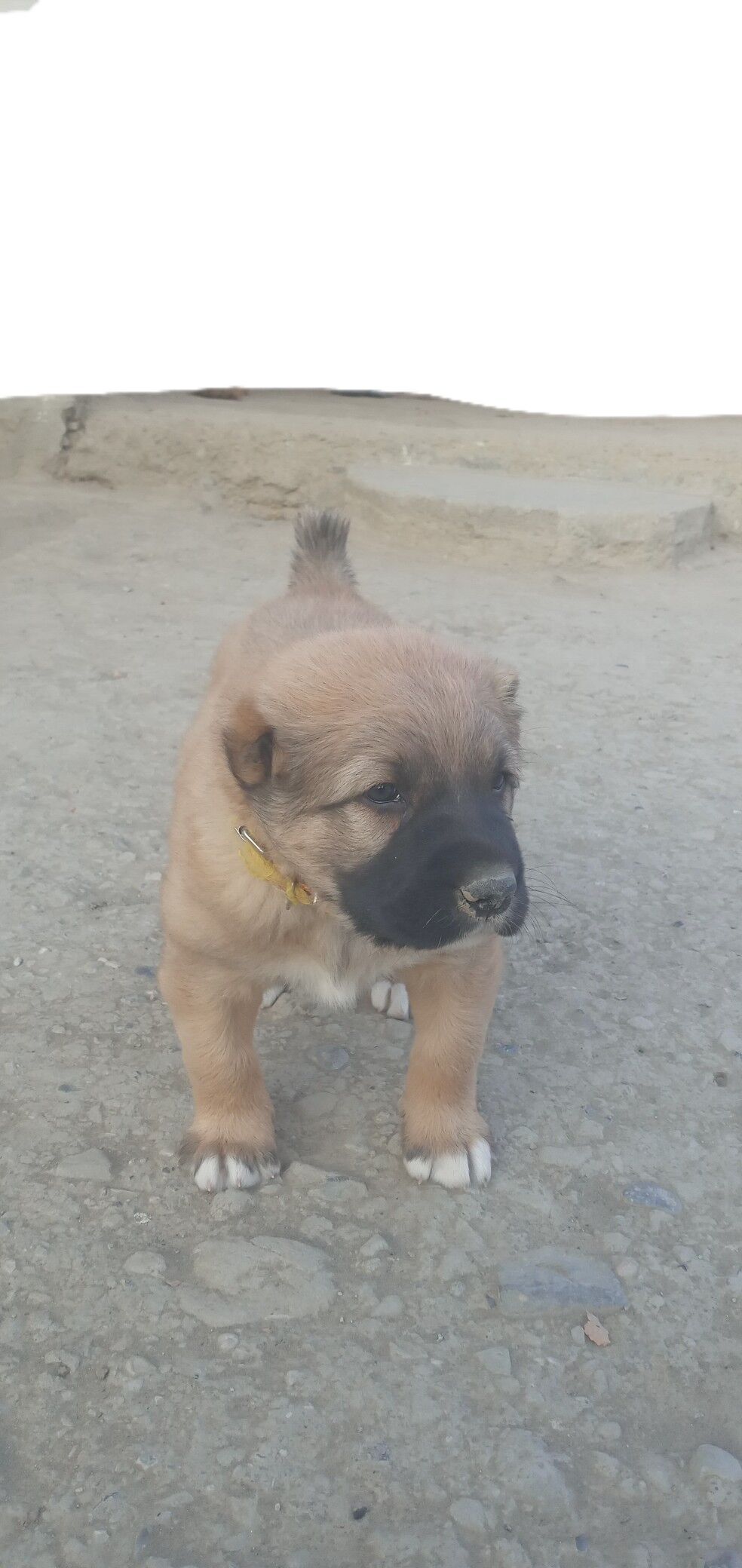 alabay gujik - Махтумкули - img 3