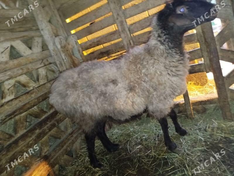 BAKYLAN GOÝUN - Янбаш - img 2