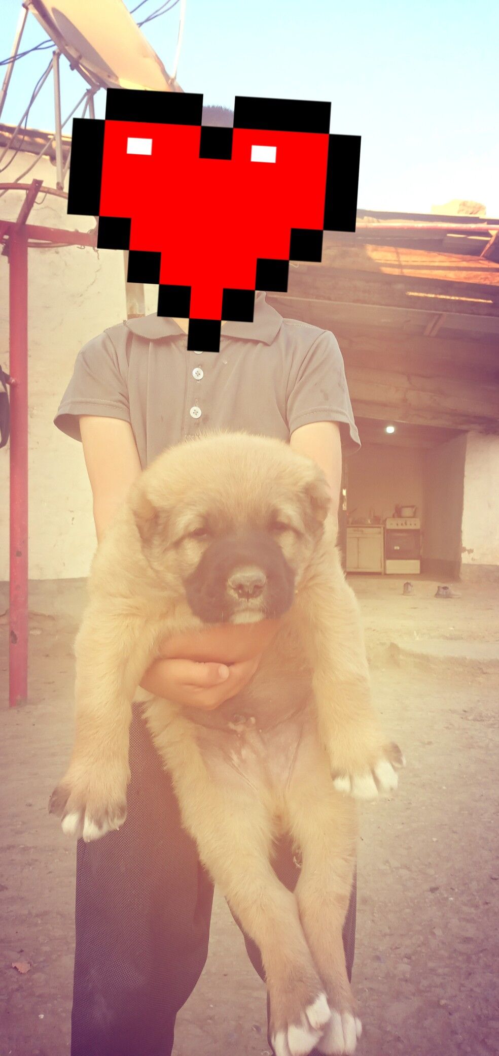 alabay gujik - Махтумкули - img 2